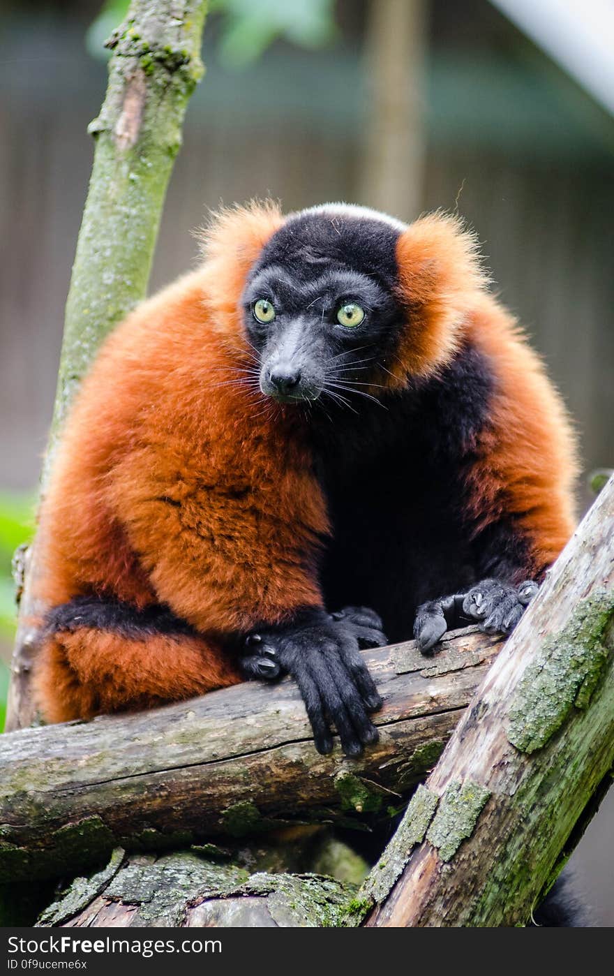 Red Ruffed Lemur