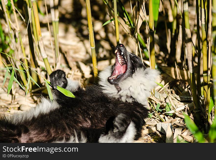 Black-and-white Ruffed Lemur