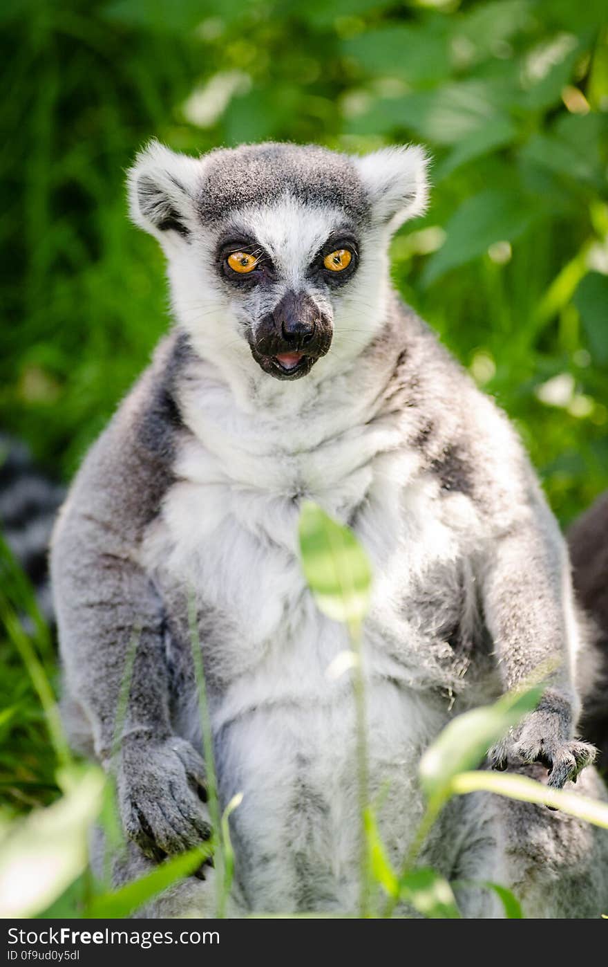 Ring-Tailed Lemur