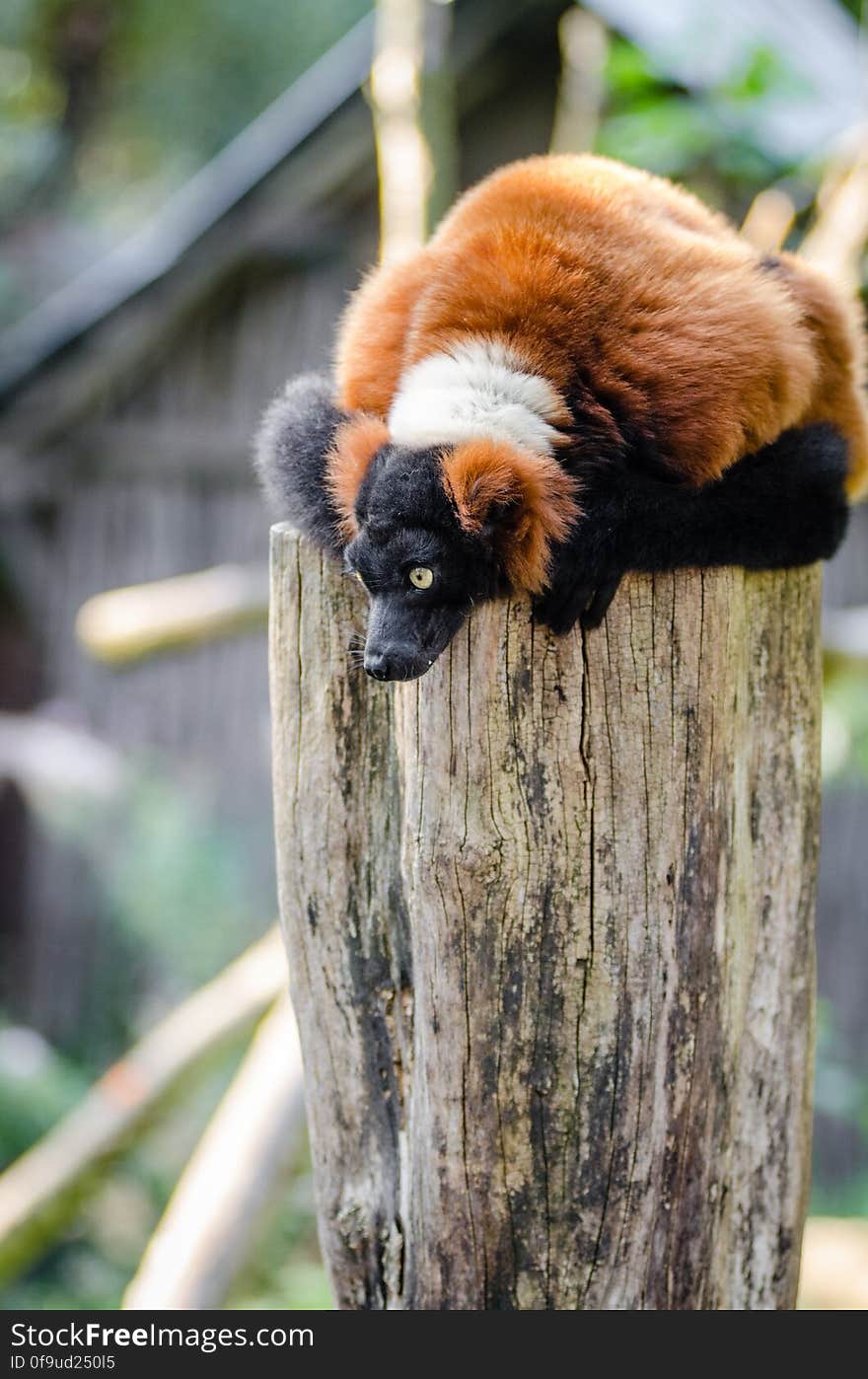 Red Ruffed Lemur