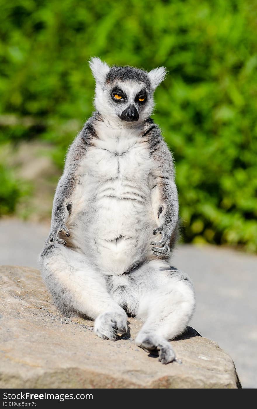 Ring-Tailed Lemur