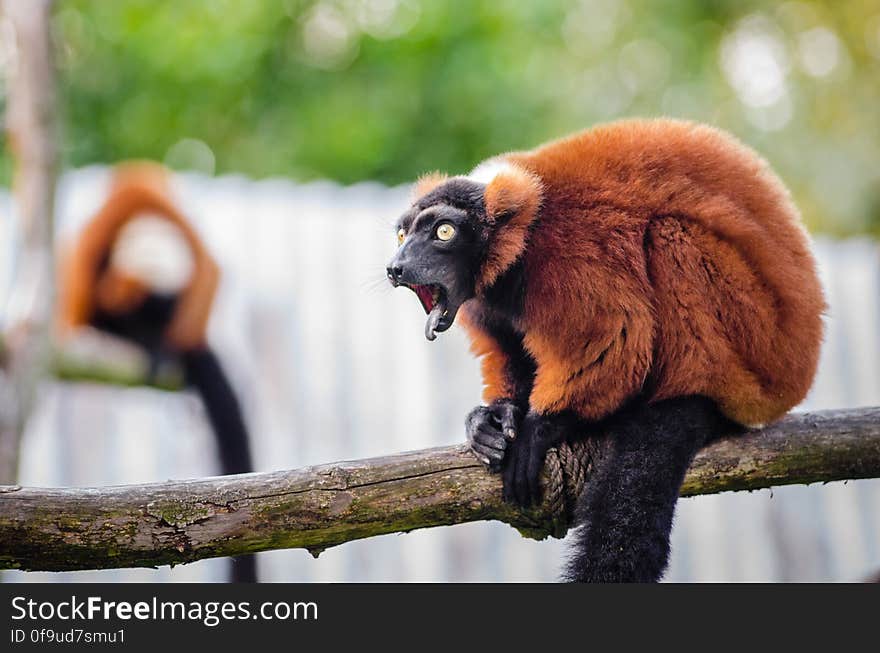 Red Ruffed Lemur