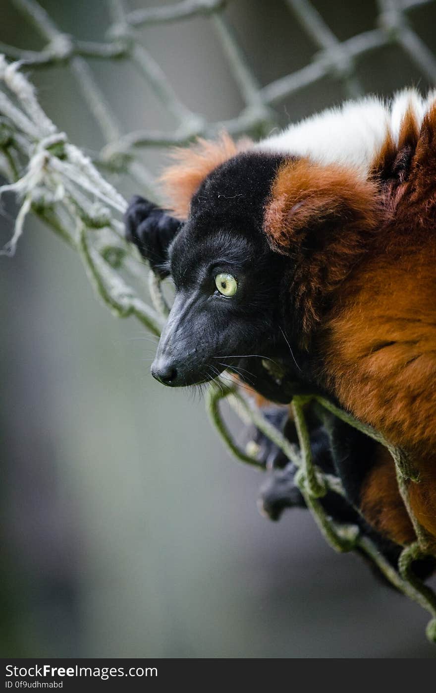 Red Ruffed Lemur