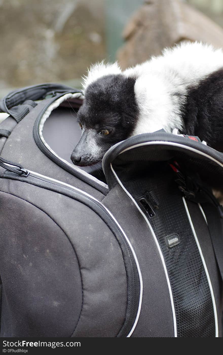 Black-and-white Ruffed Lemur