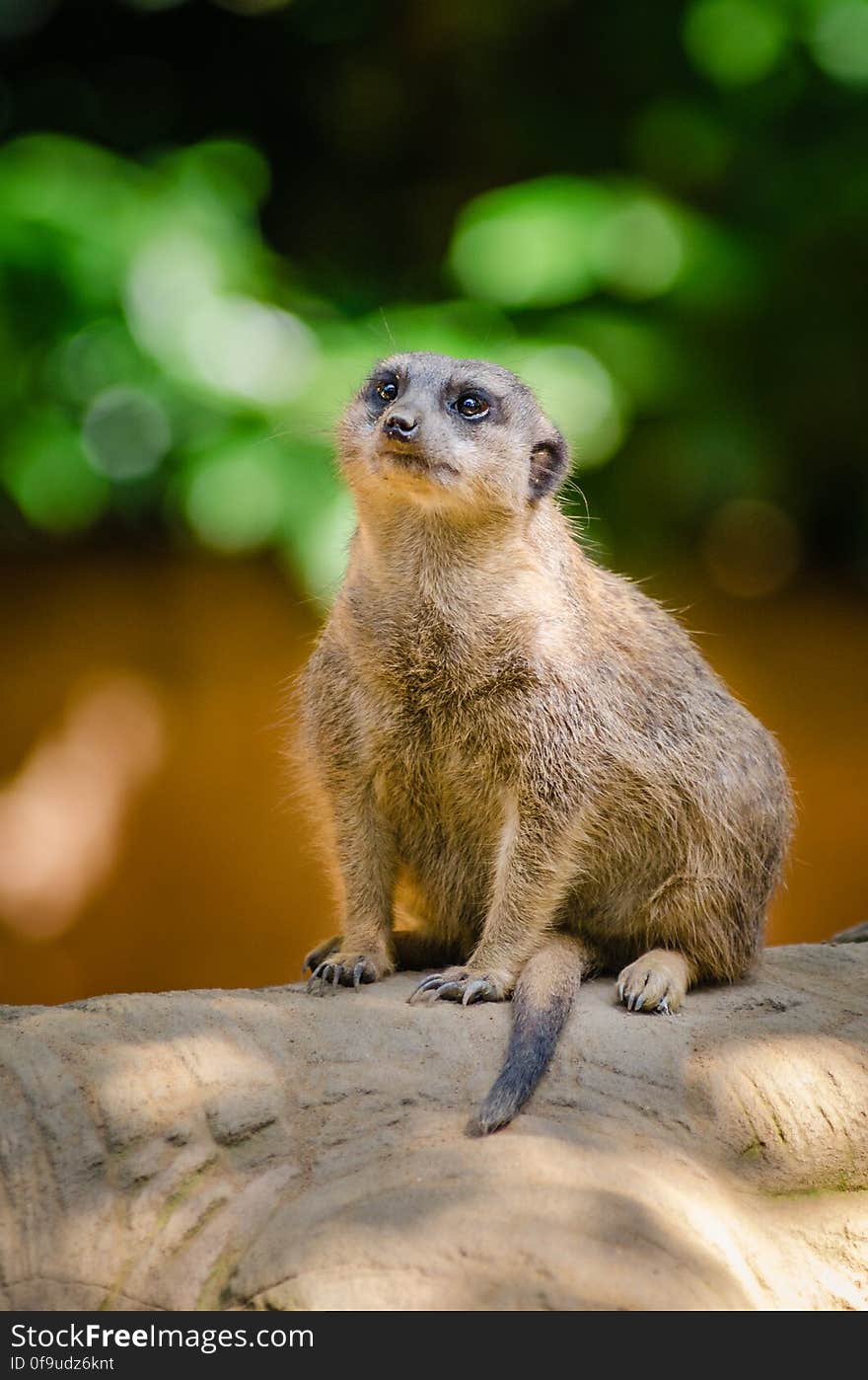 Meerkat