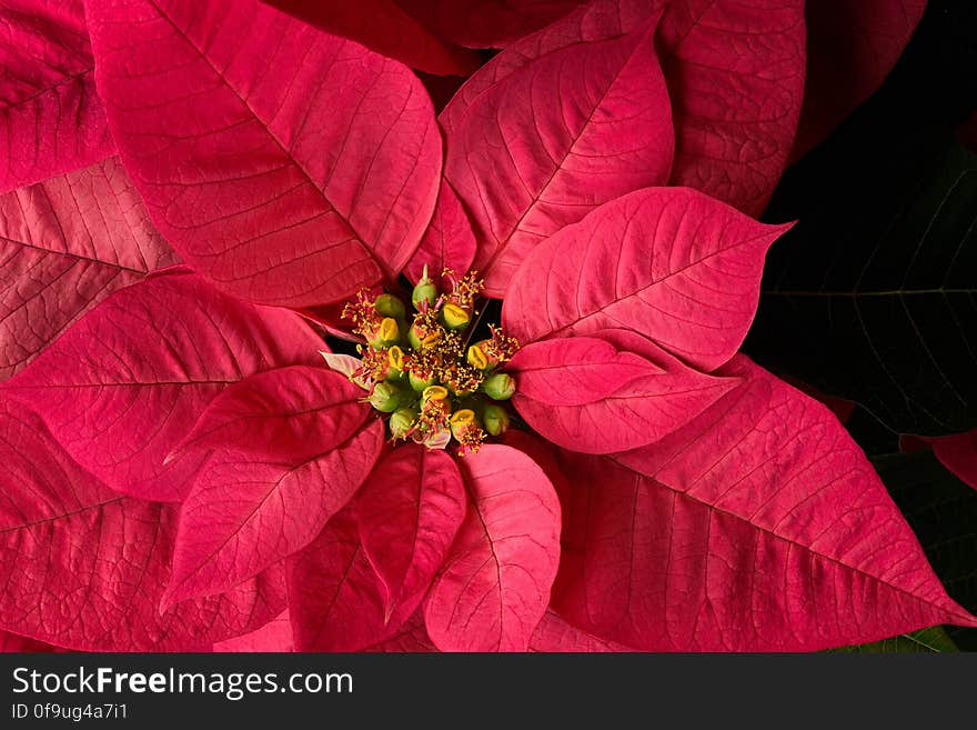 Poinsettia