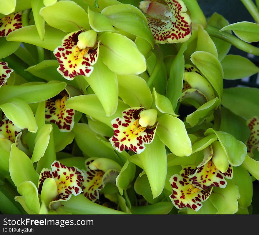 green orchids with speckled beards