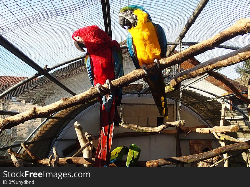 Two colourful birds in captivity. Two colourful birds in captivity.