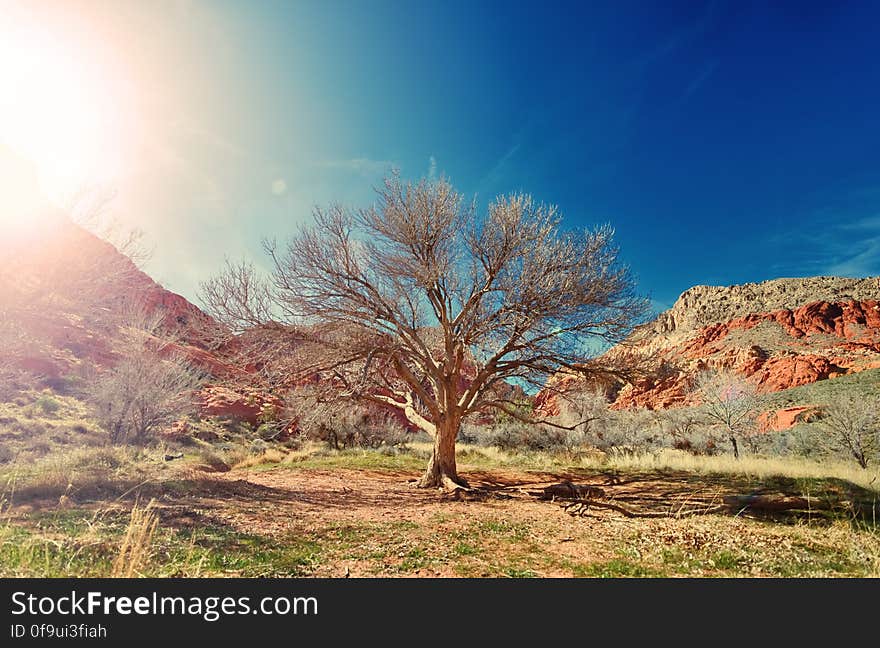 Sky, Plant, Cloud, Natural landscape, Tree, Mountain