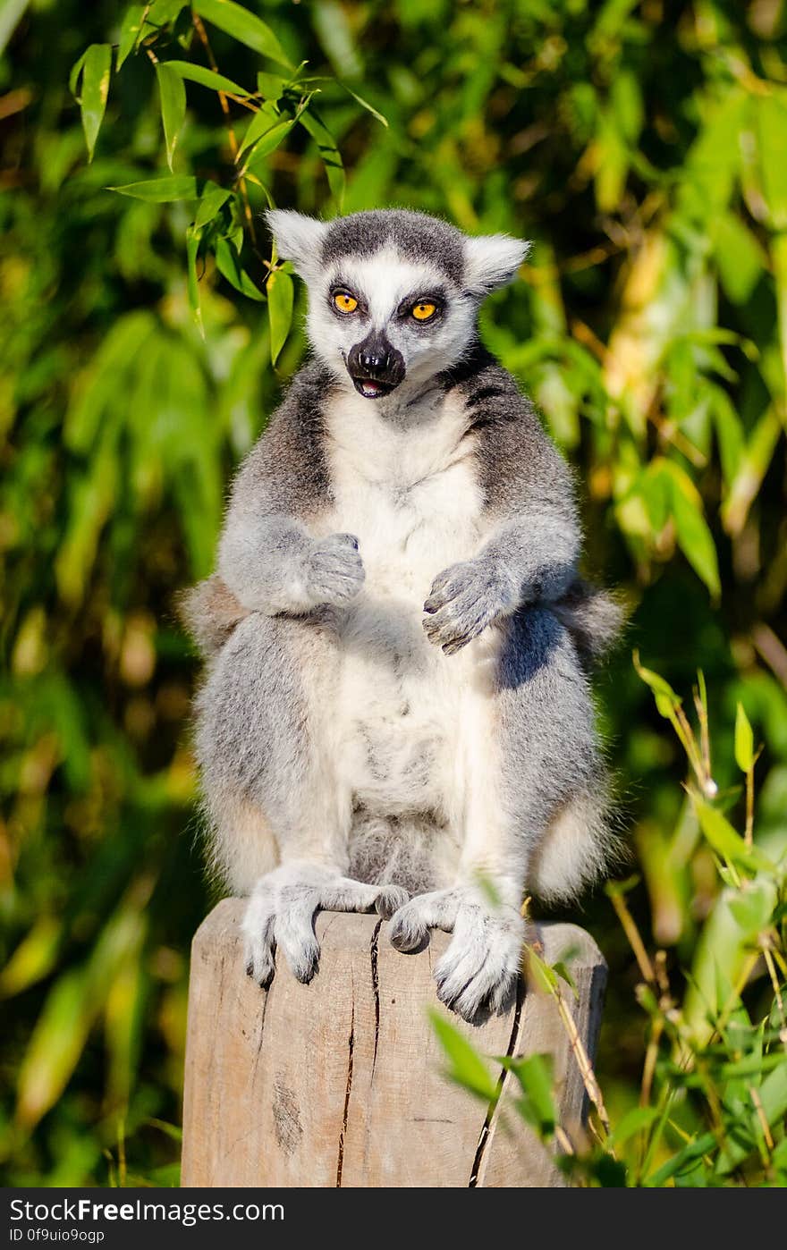 Ring-Tailed Lemur