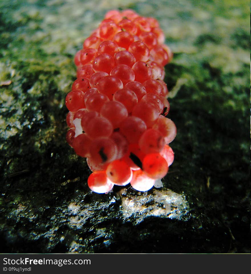 Neritina&#x27;s eggs, I suppose. In a garden&#x27;s water pond. Neritina&#x27;s eggs, I suppose. In a garden&#x27;s water pond.