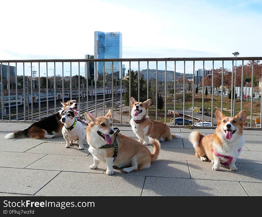 A very corgi day