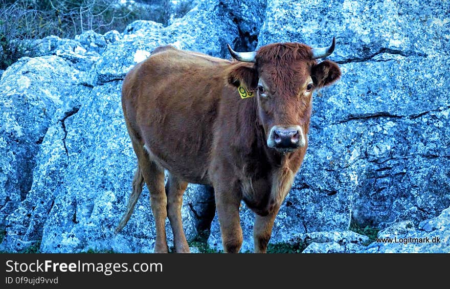 Bull, Blue, Working animal, Mammal, Natural landscape, Grass