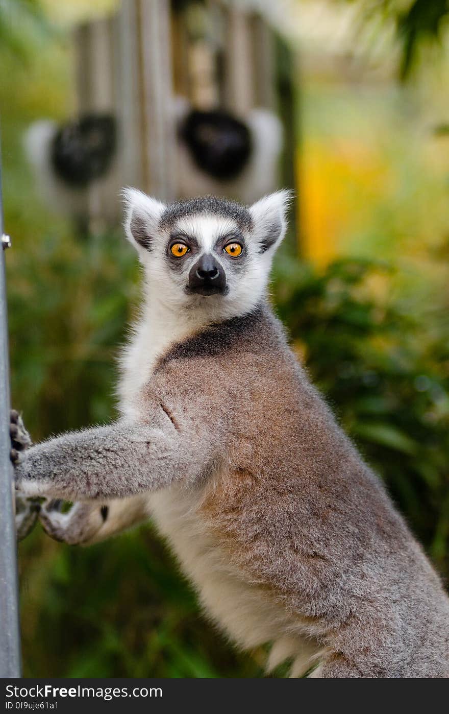 Ring-Tailed Lemur