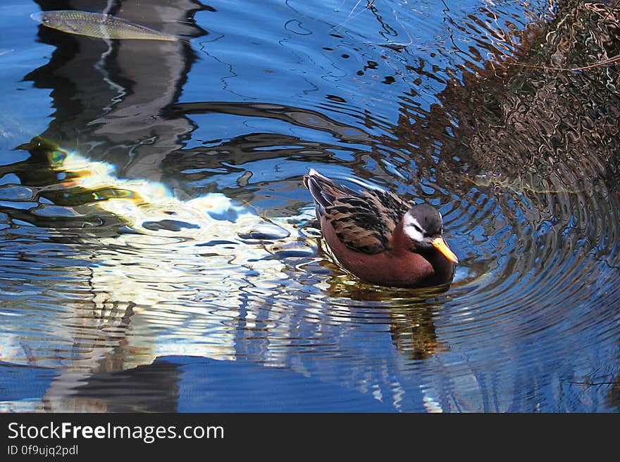 duck with reflections