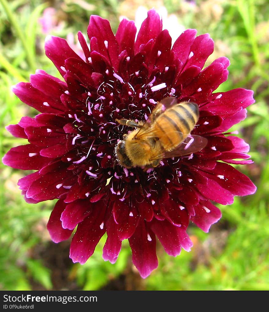 red flower with bee