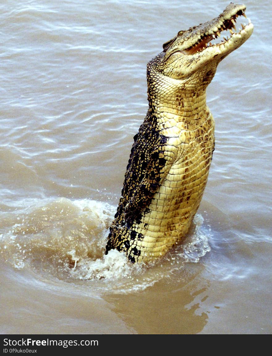 crocodile