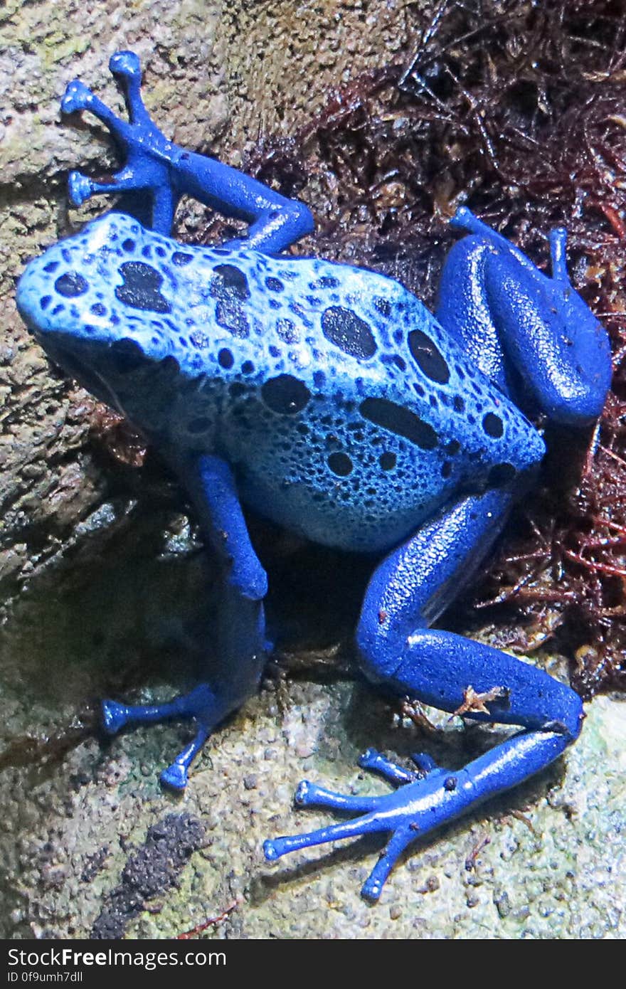 blue frog