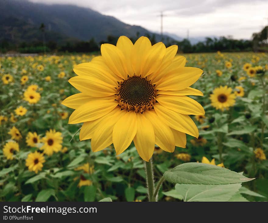 Sunflowers