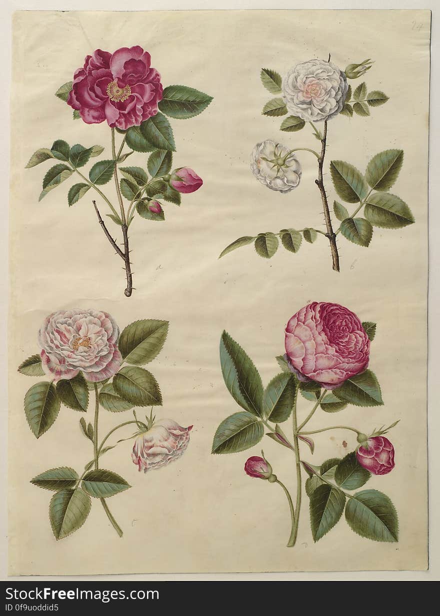 a: Rosa gallica; &#x28;apoteker-rose&#x29;; b: Rosa Ã—alba; &#x28;hvid rose&#x29;, fyldt; c: Rosa gallica var. versicolor; &#x28;rosa mundi&#x29;, fyldt; d: Rosa Ã—centifolia, &#x28;centifolie-rose&#x29;, fyldt, KKSgb2948-24 Statens Museum for Kunst / National Gallery of Denmark. www.smk.dk. a: Rosa gallica; &#x28;apoteker-rose&#x29;; b: Rosa Ã—alba; &#x28;hvid rose&#x29;, fyldt; c: Rosa gallica var. versicolor; &#x28;rosa mundi&#x29;, fyldt; d: Rosa Ã—centifolia, &#x28;centifolie-rose&#x29;, fyldt, KKSgb2948-24 Statens Museum for Kunst / National Gallery of Denmark. www.smk.dk