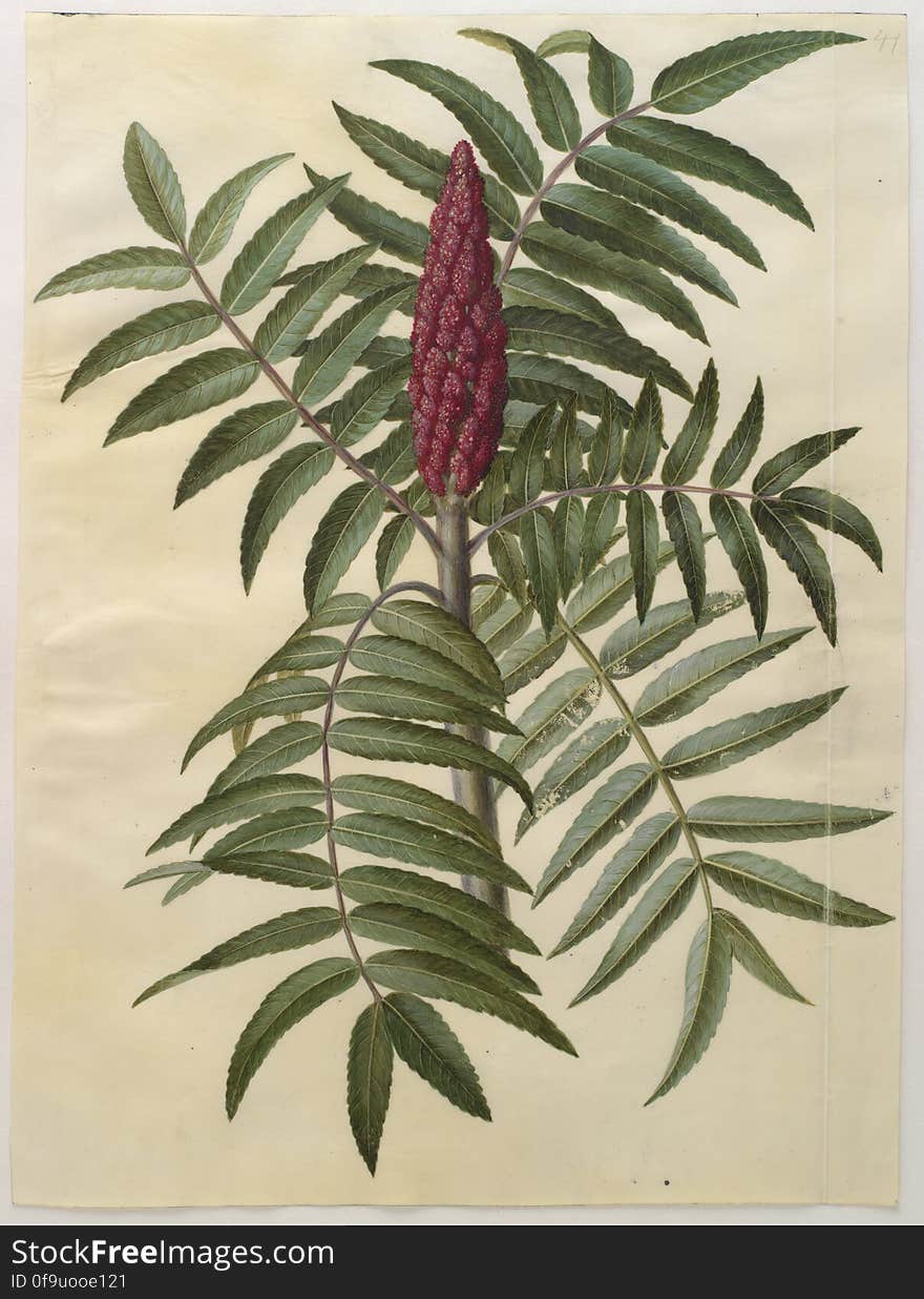 Rhus typhina; &#x28;hjortetaktrÃ¦&#x29;, KKSgb2948-41 Statens Museum for Kunst / National Gallery of Denmark. www.smk.dk. Rhus typhina; &#x28;hjortetaktrÃ¦&#x29;, KKSgb2948-41 Statens Museum for Kunst / National Gallery of Denmark. www.smk.dk