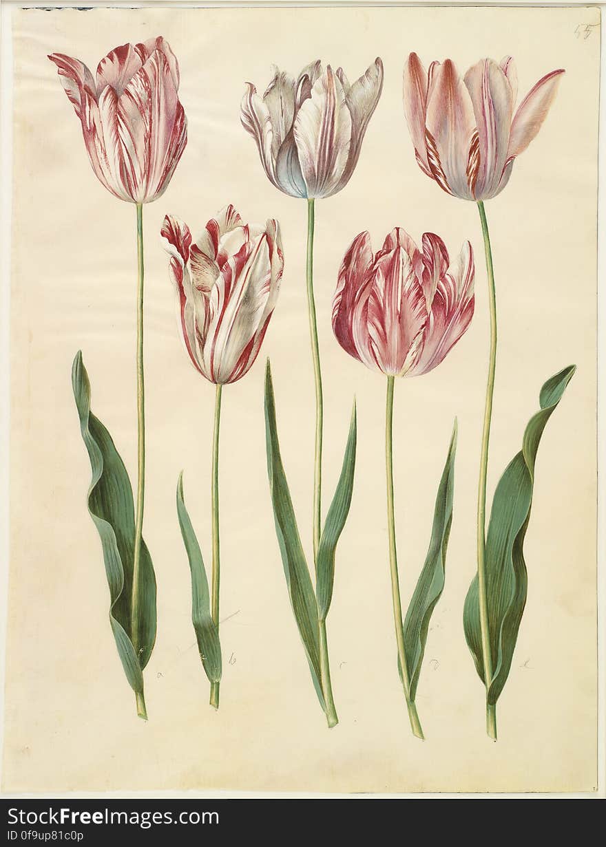 a-e: Tulipa gesneriana; &#x28;have-tulipan&#x29;, virusinficeret, KKSgb2947/55. Statens Museum for Kunst / National Gallery of Denmark. www.smk.dk. a-e: Tulipa gesneriana; &#x28;have-tulipan&#x29;, virusinficeret, KKSgb2947/55. Statens Museum for Kunst / National Gallery of Denmark. www.smk.dk