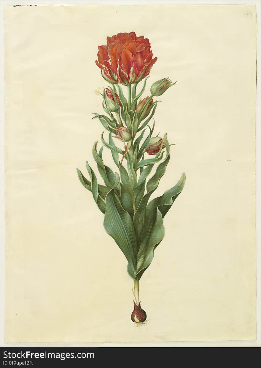 Tulipa gesneriana; &#x28;have-tulipan&#x29;, grenet, fyldt, KKSgb2947/44. Statens Museum for Kunst / National Gallery of Denmark. www.smk.dk. Tulipa gesneriana; &#x28;have-tulipan&#x29;, grenet, fyldt, KKSgb2947/44. Statens Museum for Kunst / National Gallery of Denmark. www.smk.dk