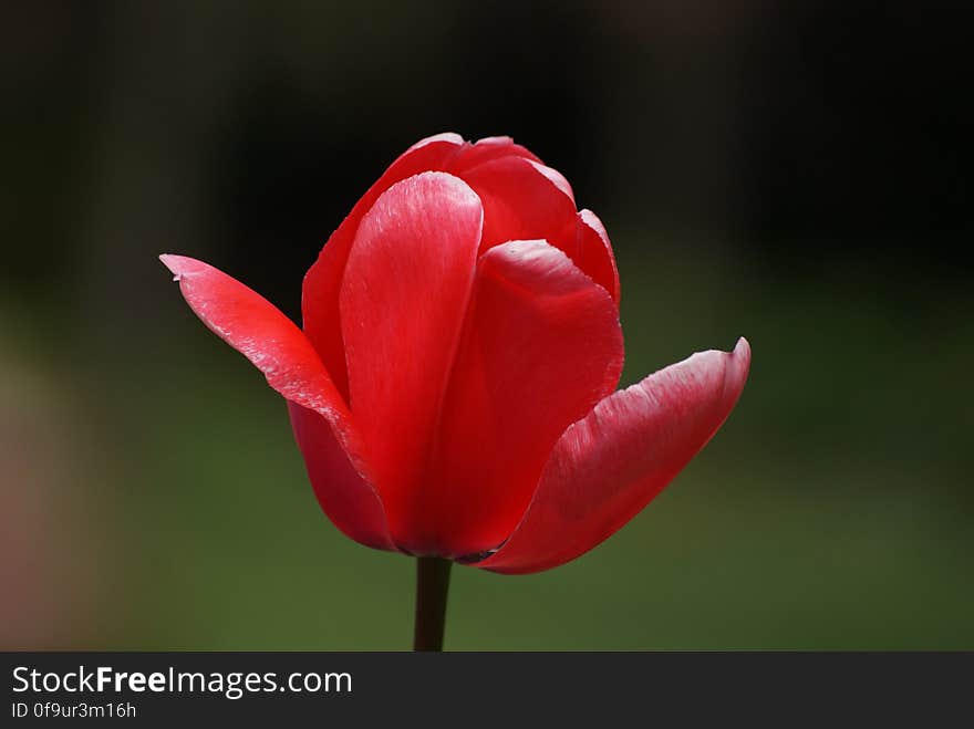 Tulips &#x28;17&#x29;