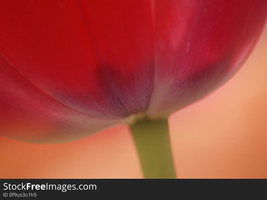 Tulips &#x28;12&#x29;