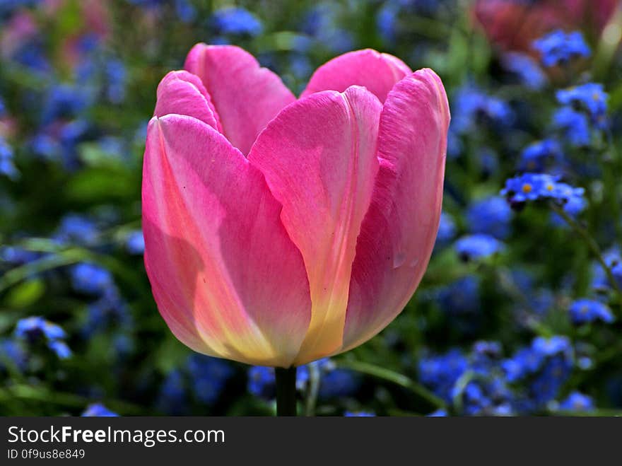 Tulips &#x28;34&#x29;