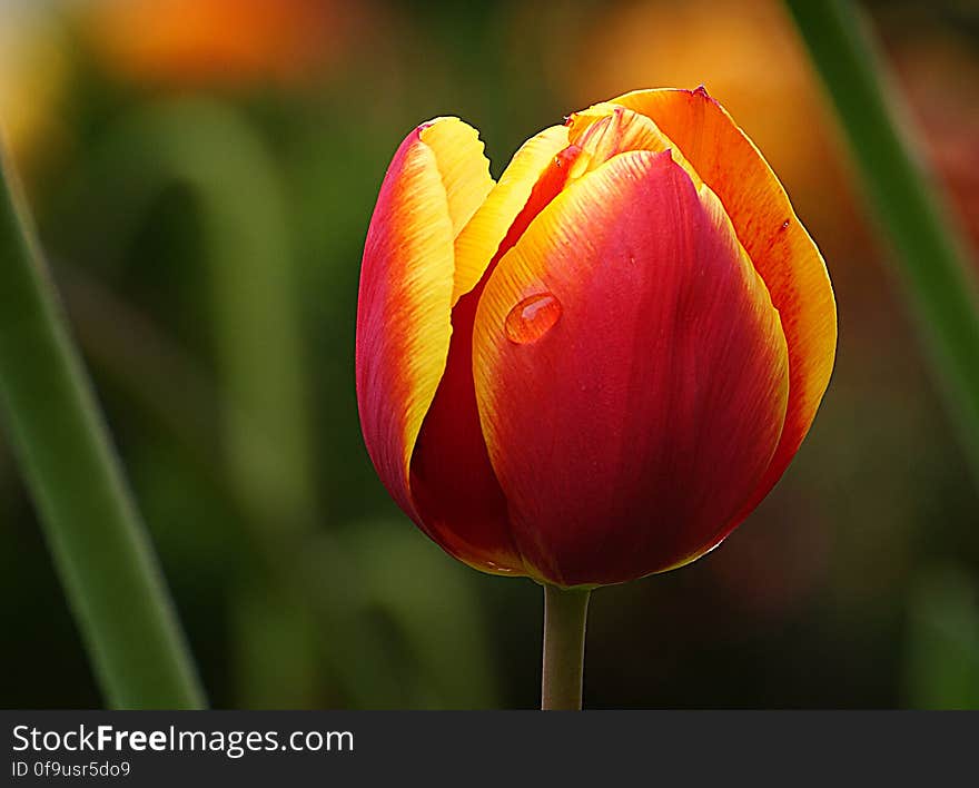 Tulips