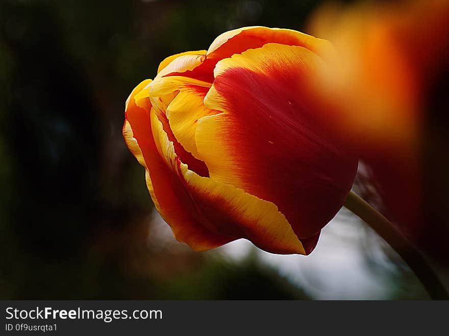 Tulips &#x28;6&#x29;