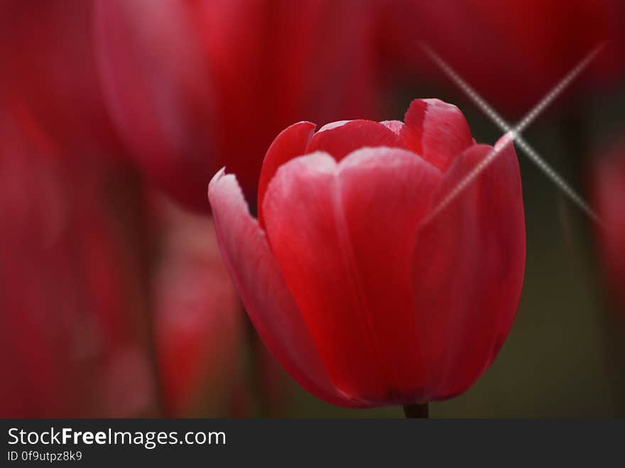 Tulips &#x28;14&#x29;