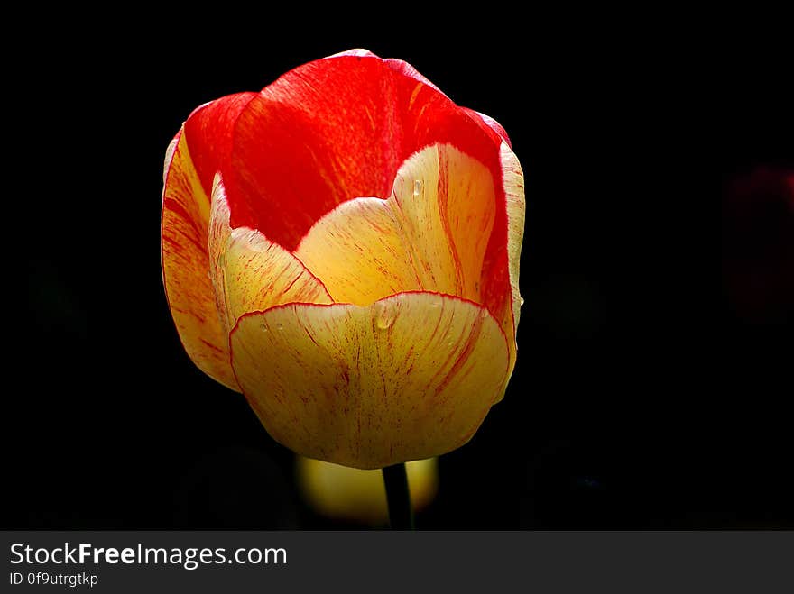 Tulips &#x28;18&#x29;