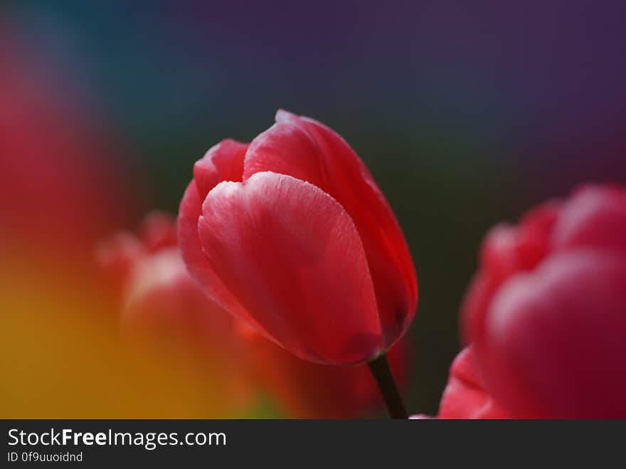 Tulips &#x28;24&#x29;