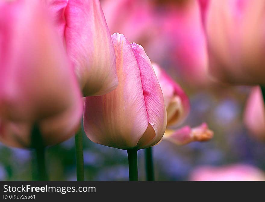 Tulips &#x28;29&#x29;