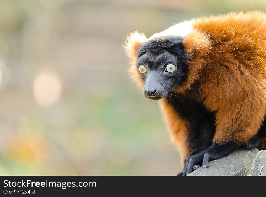 Red-ruffed Lemur