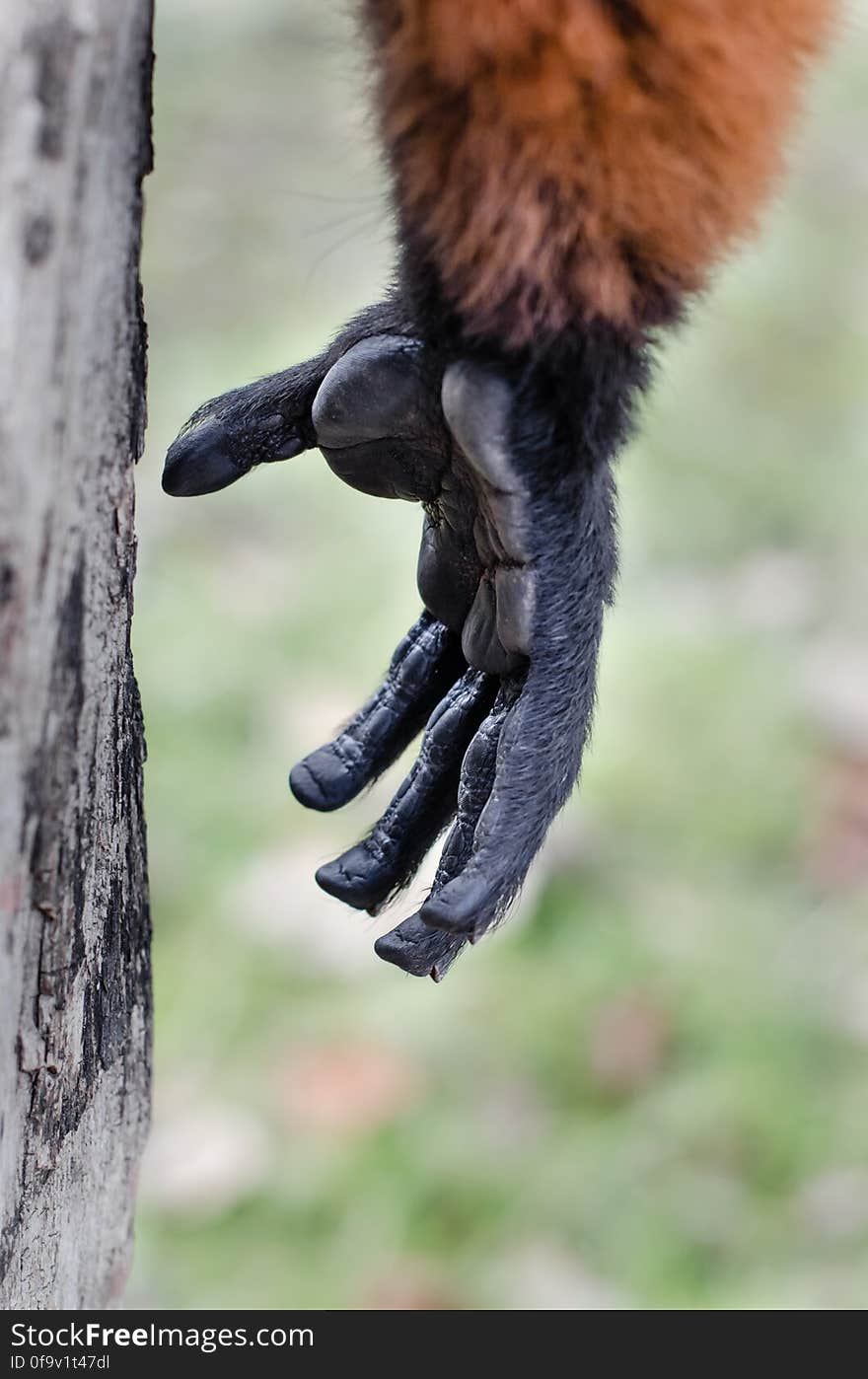 Red Ruffed Lemur