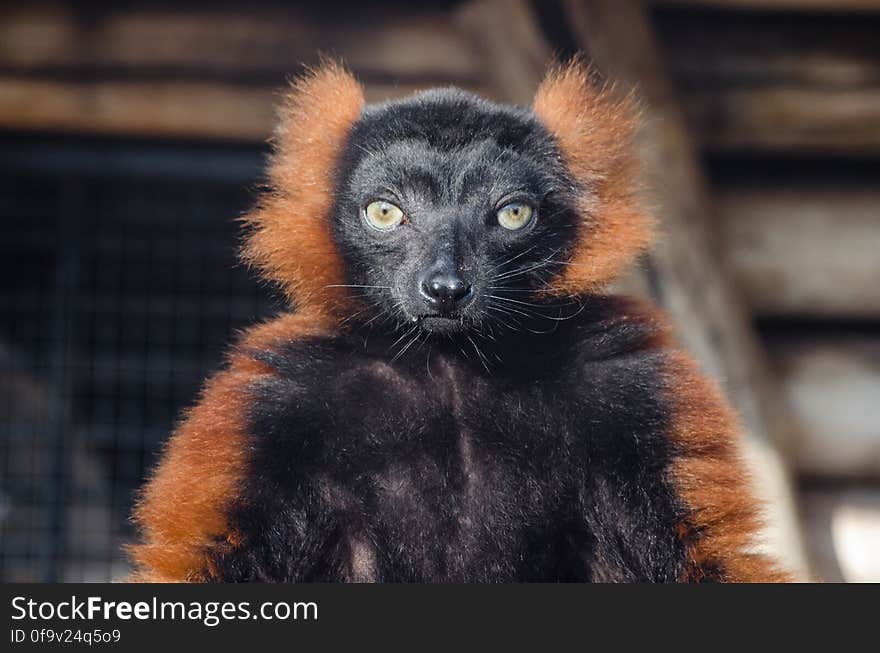 Red Ruffed Lemur