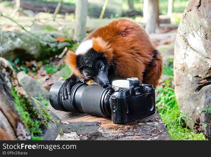 Red-ruffed Lemur eats Nikon F70