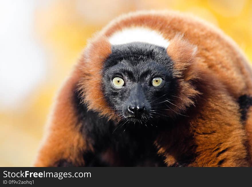 Red-ruffed Lemur