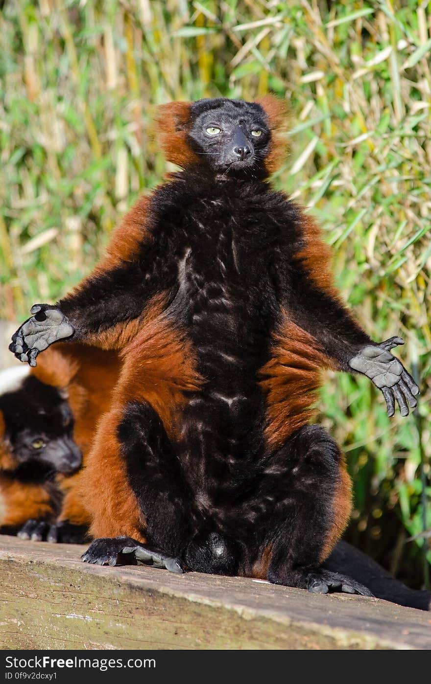 Red Ruffed Lemur