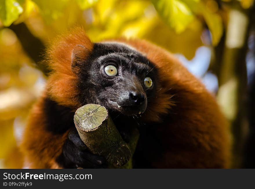 Red-ruffed Lemur