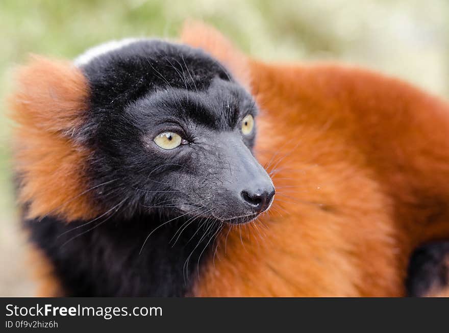 Red Ruffed Lemur