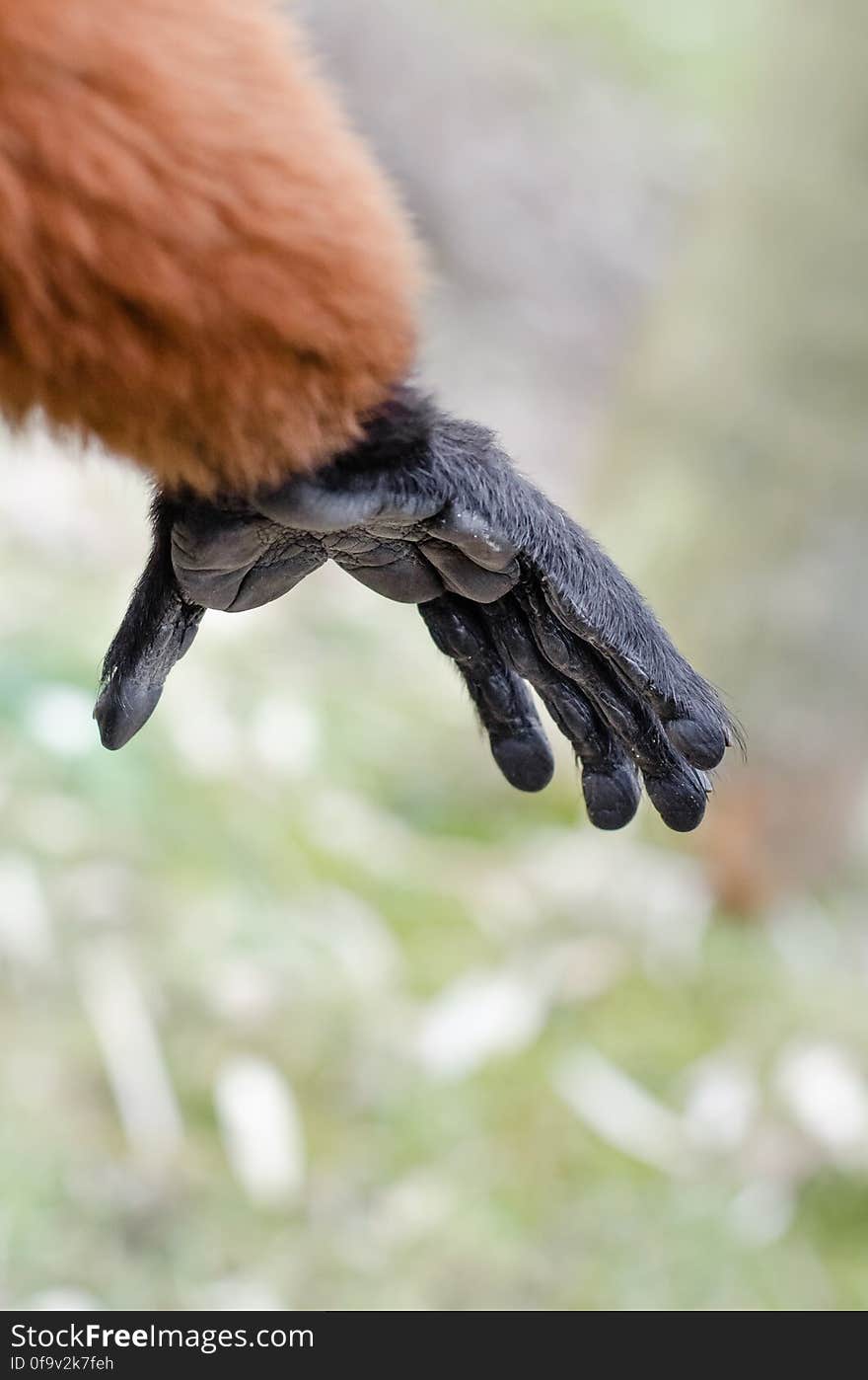 Red Ruffed Lemur