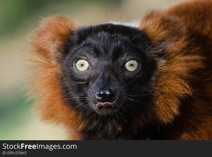 Red Ruffed Lemur