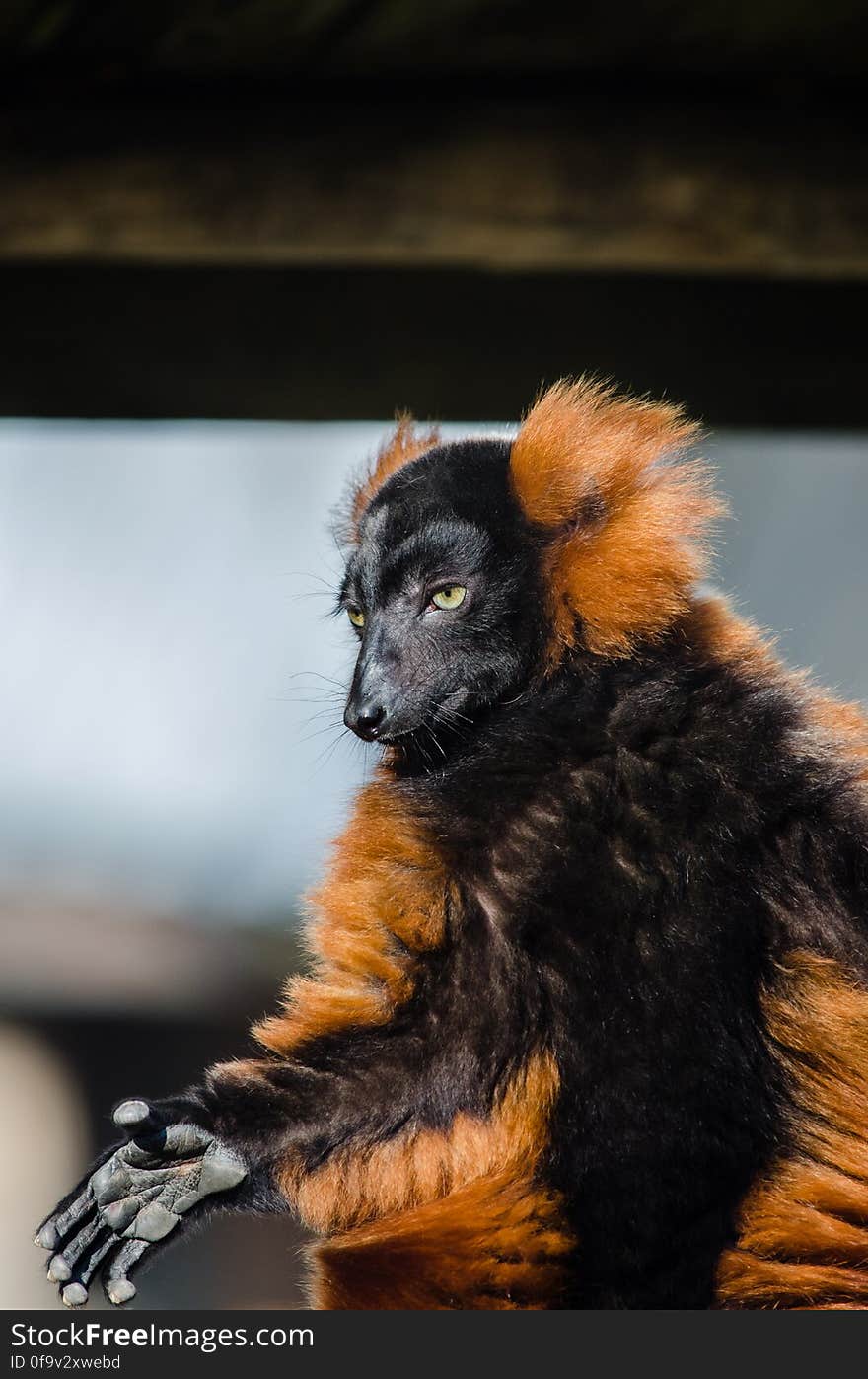 Red Ruffed Lemur