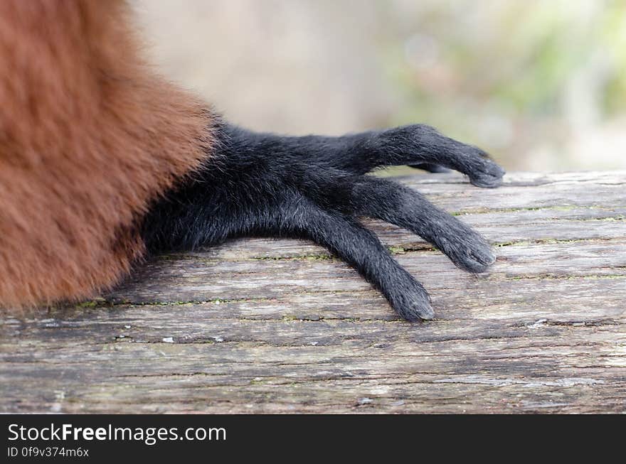 Red Ruffed Lemur