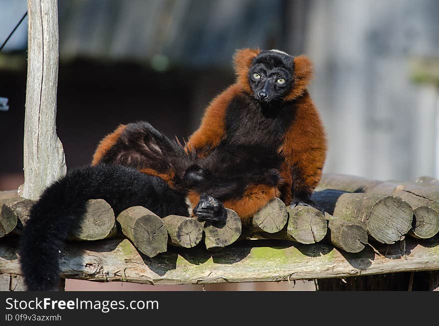 Red Ruffed Lemur