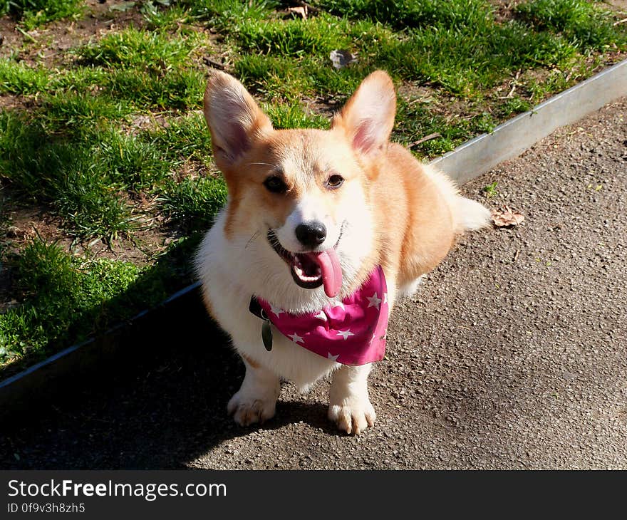 When she comes sit next to me with her tongue hanging out, I know it&#x27;s time to go home!. When she comes sit next to me with her tongue hanging out, I know it&#x27;s time to go home!